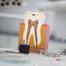 wooden model of tooth and nerves